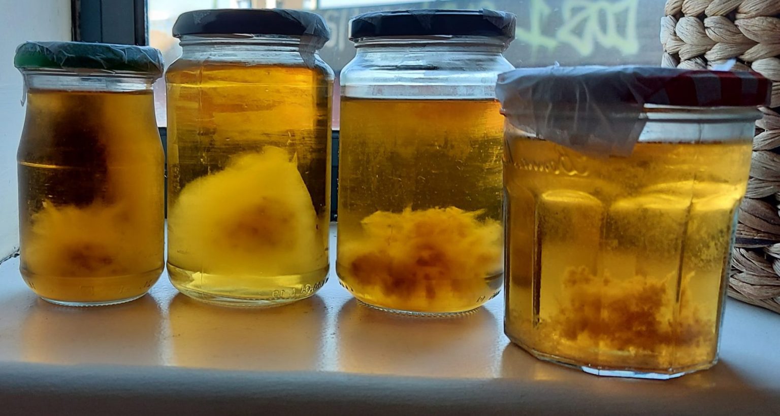 How To Grow Mushrooms At Home EZMushroom