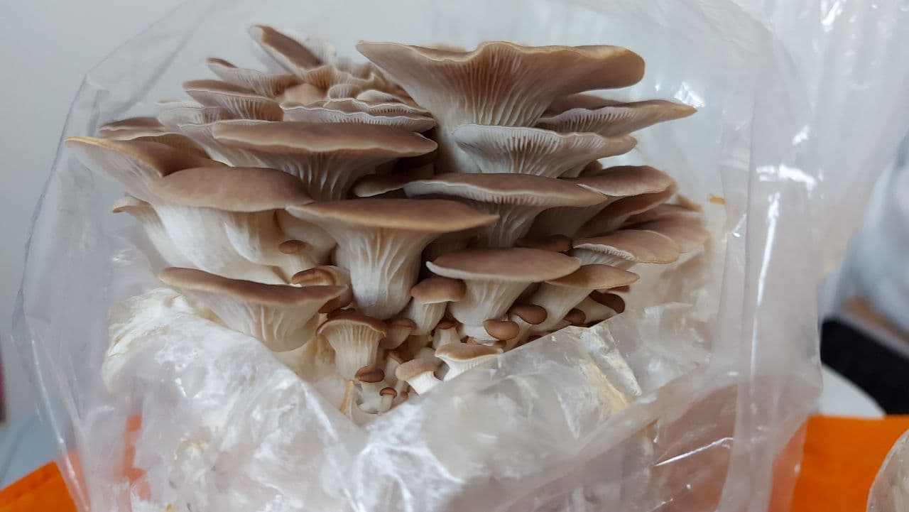 Close up of Blue Oyster Mushroom Growing from container