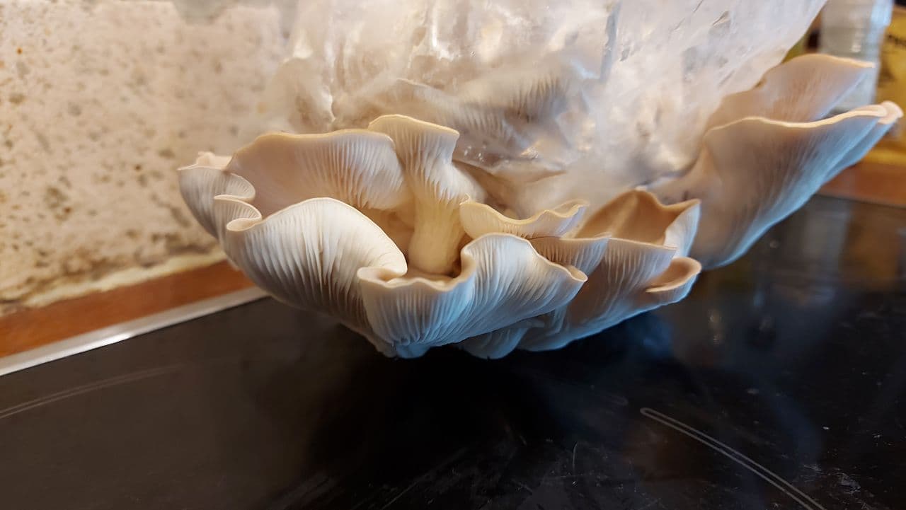 Oyster Mushroom growing from bag