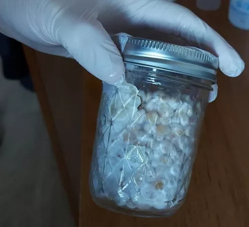 100% colonized popcorn grain spawn jar