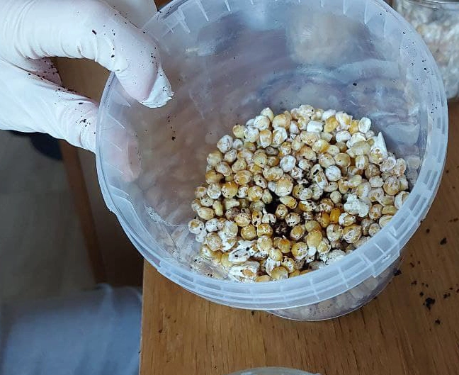 Popcorn grain spawn in container