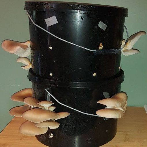 How to Grow Mushrooms In Buckets - Oyster Bucket