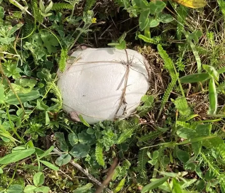 Giant Puffball in grass