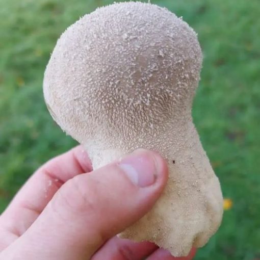 Picture of common puffball mushroom