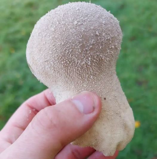 Picture of common puffball mushroom