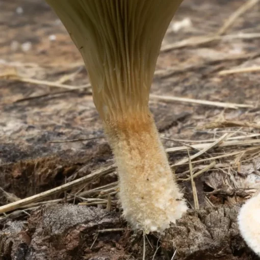 White fuzz on stem of mushroom