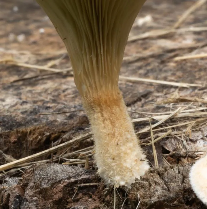 White fuzz on stem of mushroom
