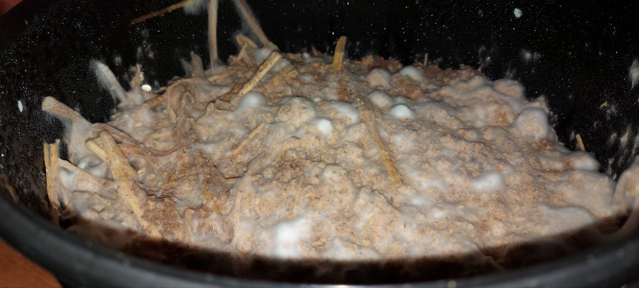 Colonized bulk substrate in bucket