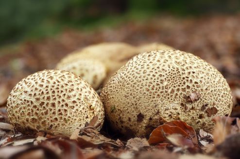 the earthball mushroom (scleroderma-citrinum)
