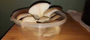 Oyster Mushroom Flush