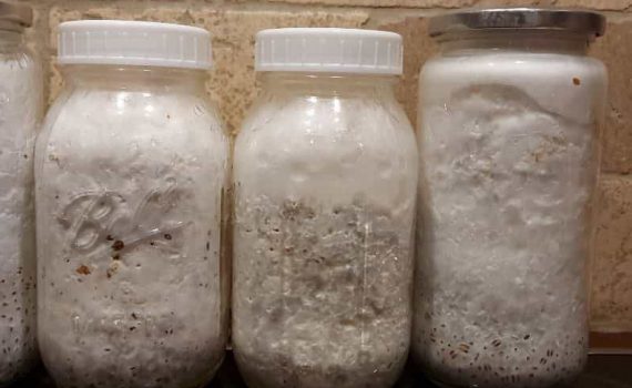 How to make grain spawn