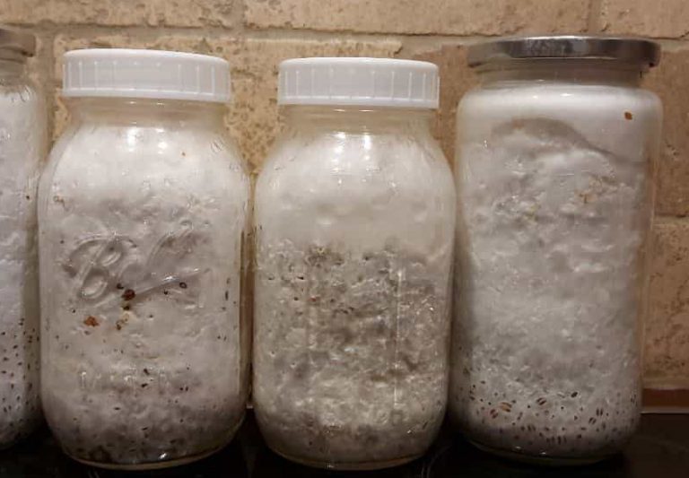How to make grain spawn