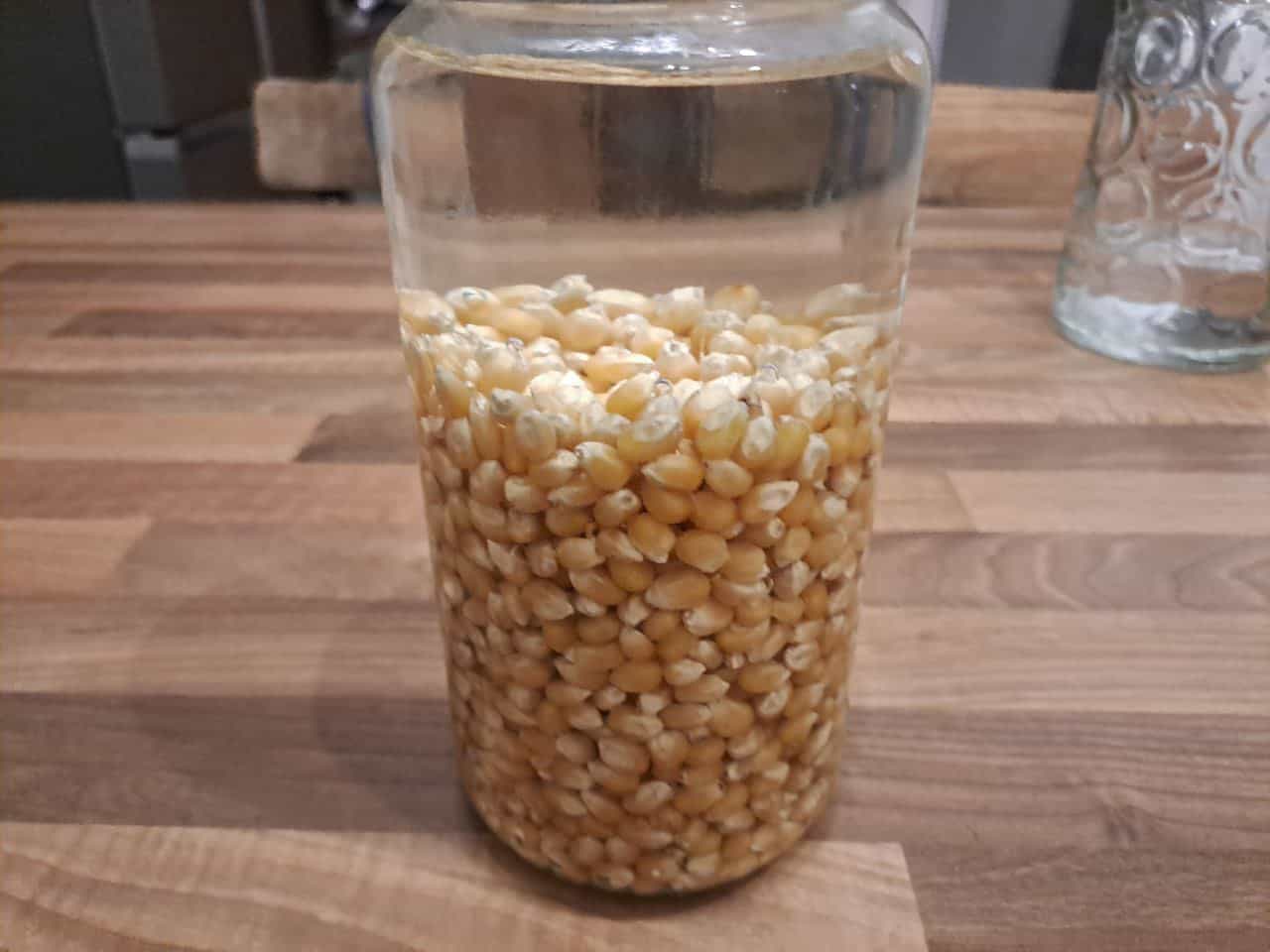 Add water to popcorn grain spawn jar