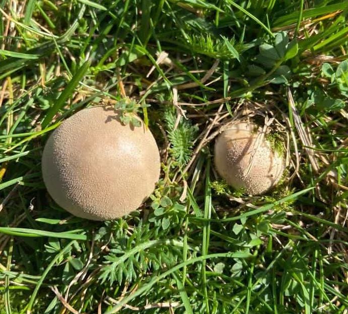 Common puffball in grass