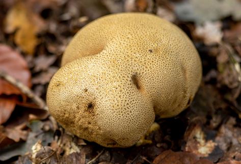 earthball mushroom
