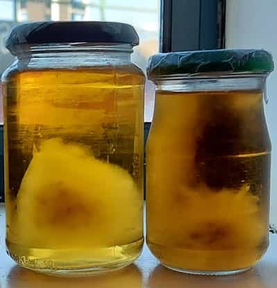 2 jars of honey liquid culture