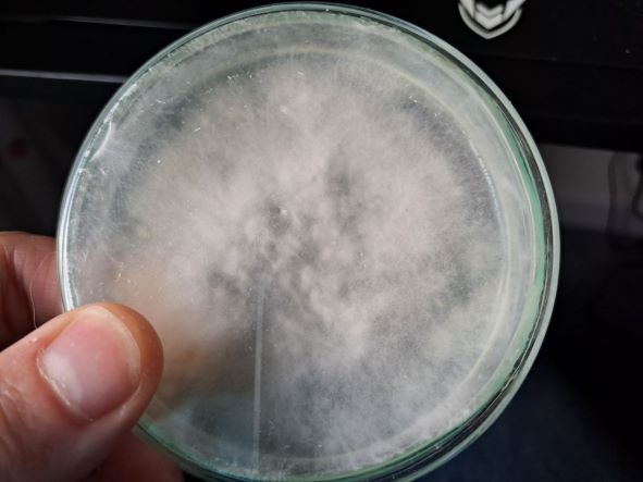 King Oyster Mycelium looks like thin light cotton on agar.