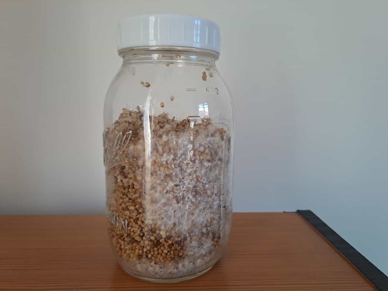 Millet Grain jar injected with liquid culture