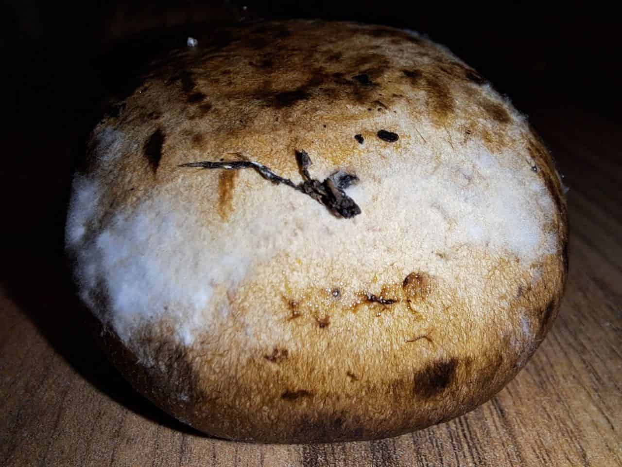 Slimey moldy mushroom with white fuzz on it