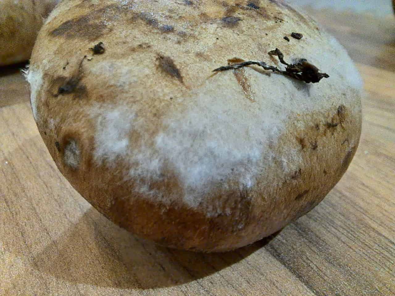 white fuzzy mold on mushrooms