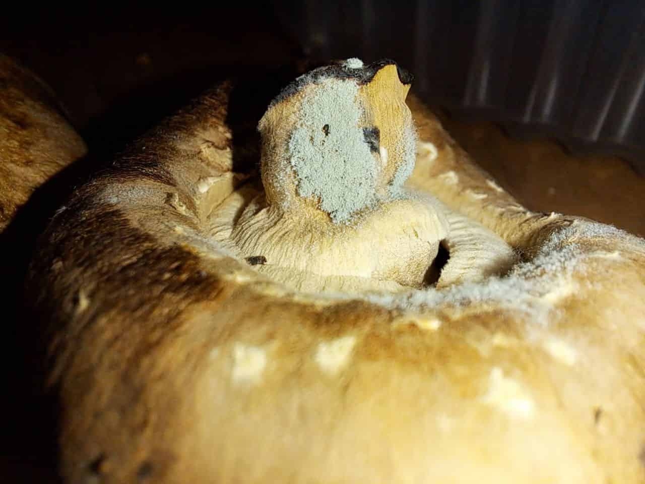 Blue Thrichoderma on mushroom