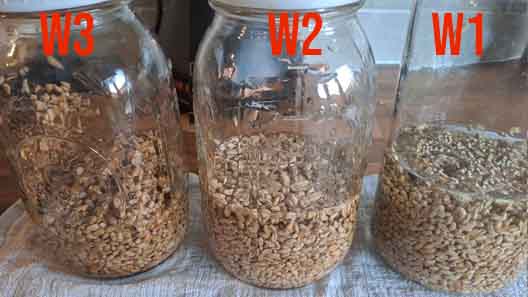 Pre sterilized wheat grain spawn