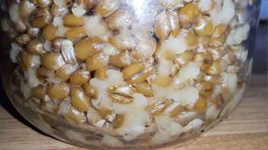 Wheat grains burst by overhydration.