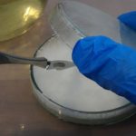 Scalpel cutting out a piece of agar