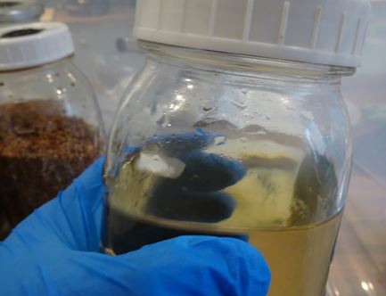 Liquid Culture innoculated with agar