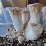 Growing King Oyster Mushrooms