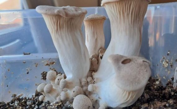 Growing King Oyster Mushrooms