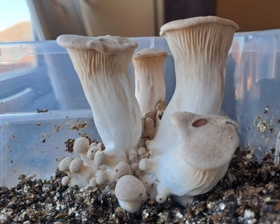 Growing King Oyster Mushrooms