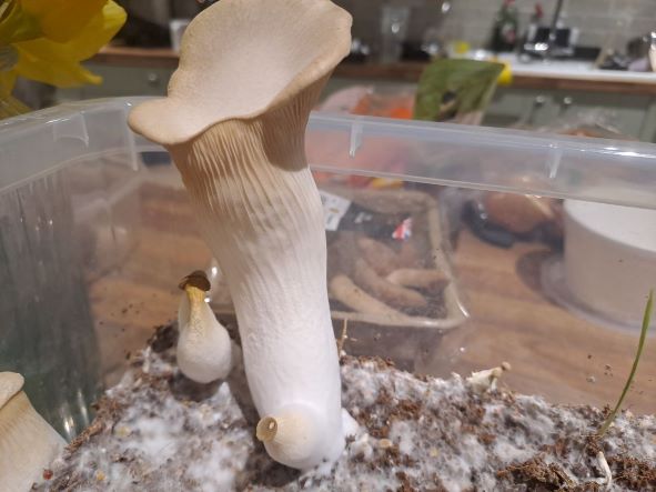 Large King Oyster Mushroom