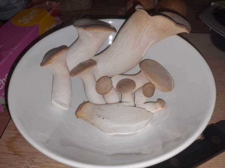 How To Grow King Oyster Mushrooms. Full Guide.