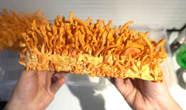Cordyceps Militaris